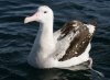 albatros.jpg